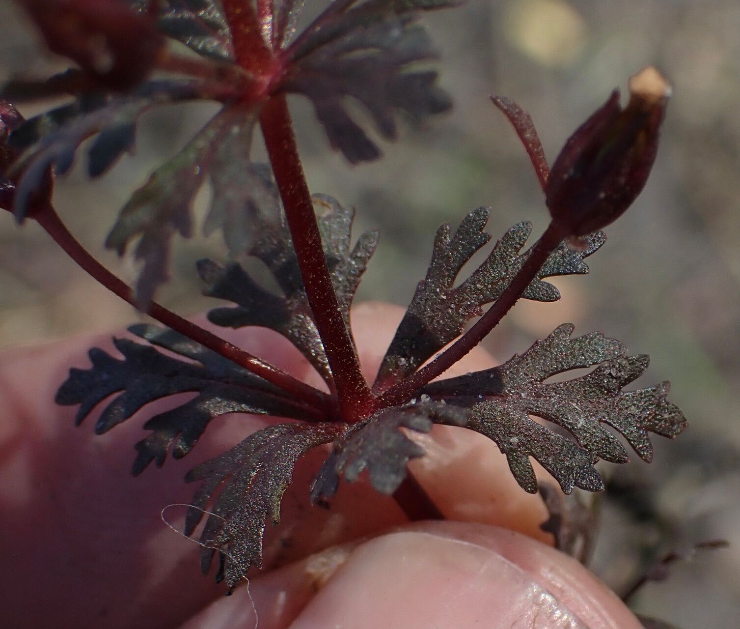 Limnophila ceratophylloides leaf