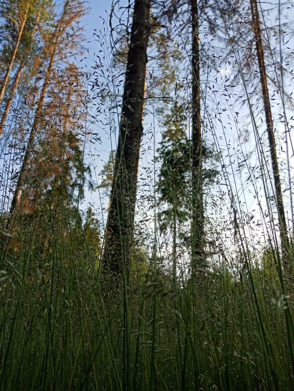 Avenella flexuosa leaf