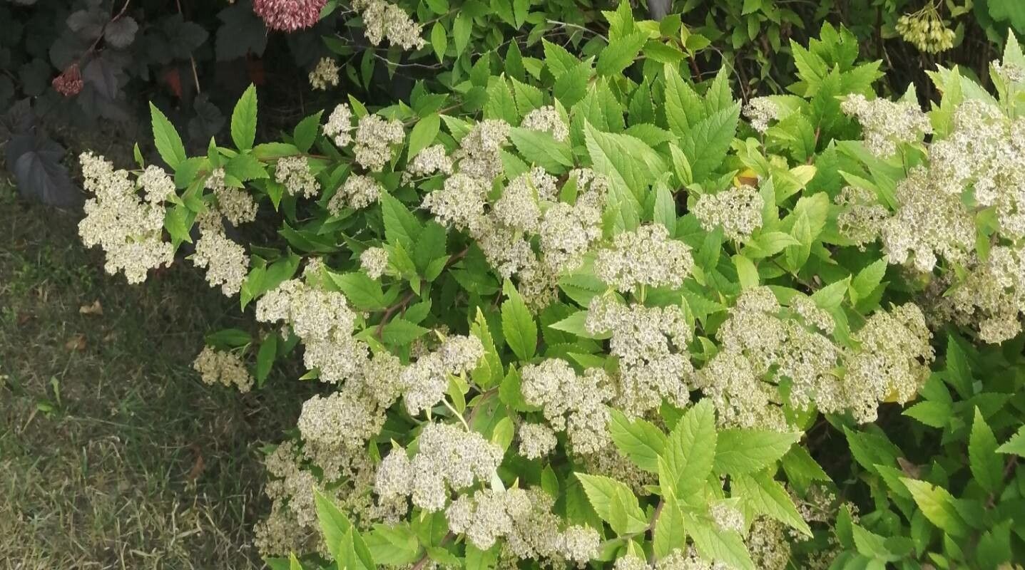 Spiraea miyabei flower