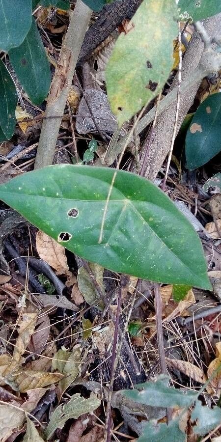 Passiflora coriacea — houseplant care guide