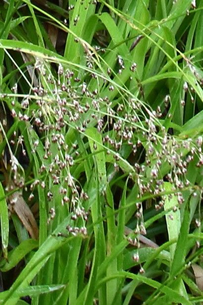 Luzula sylvatica fruit