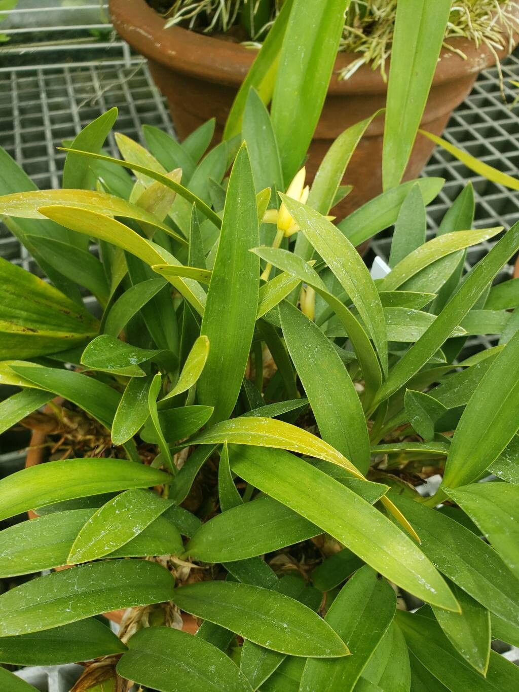 Maxillaria chrysantha — houseplant care guide