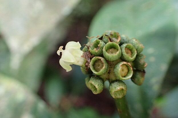 Psychotria subobliqua flower