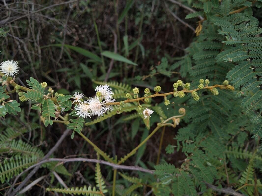 Mimosa latispinosa flower