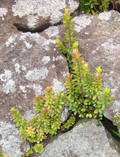 Peperomia galapagensis habit