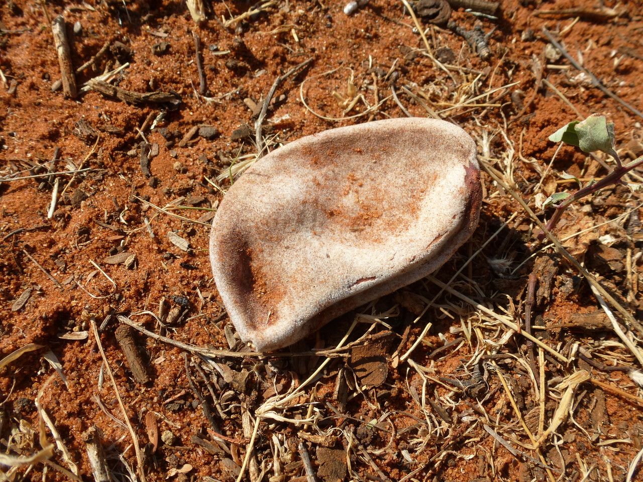 Acacia erioloba — search result for 'Botswana'