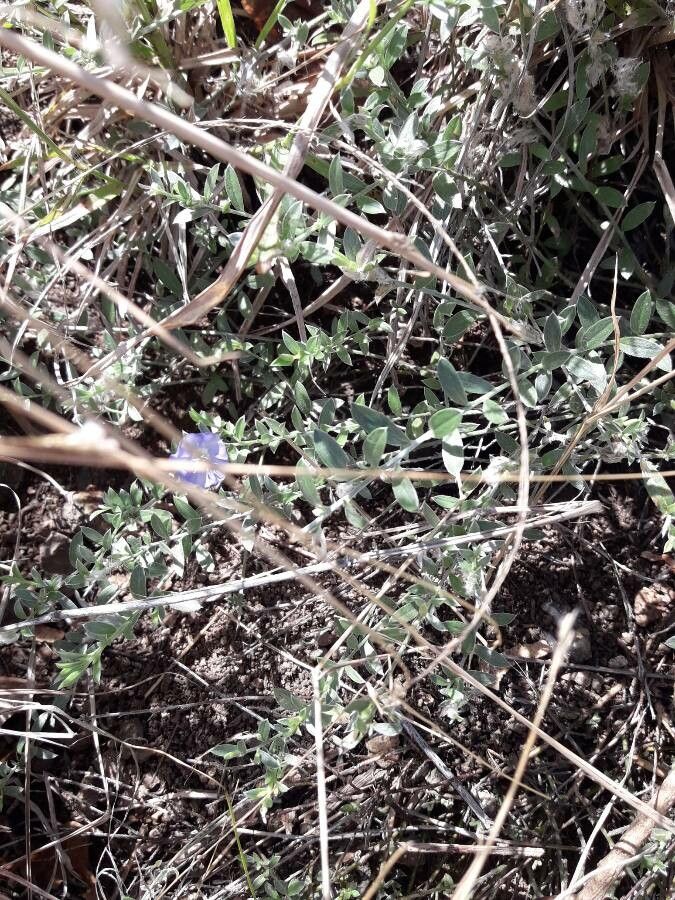 Evolvulus antillanus habit