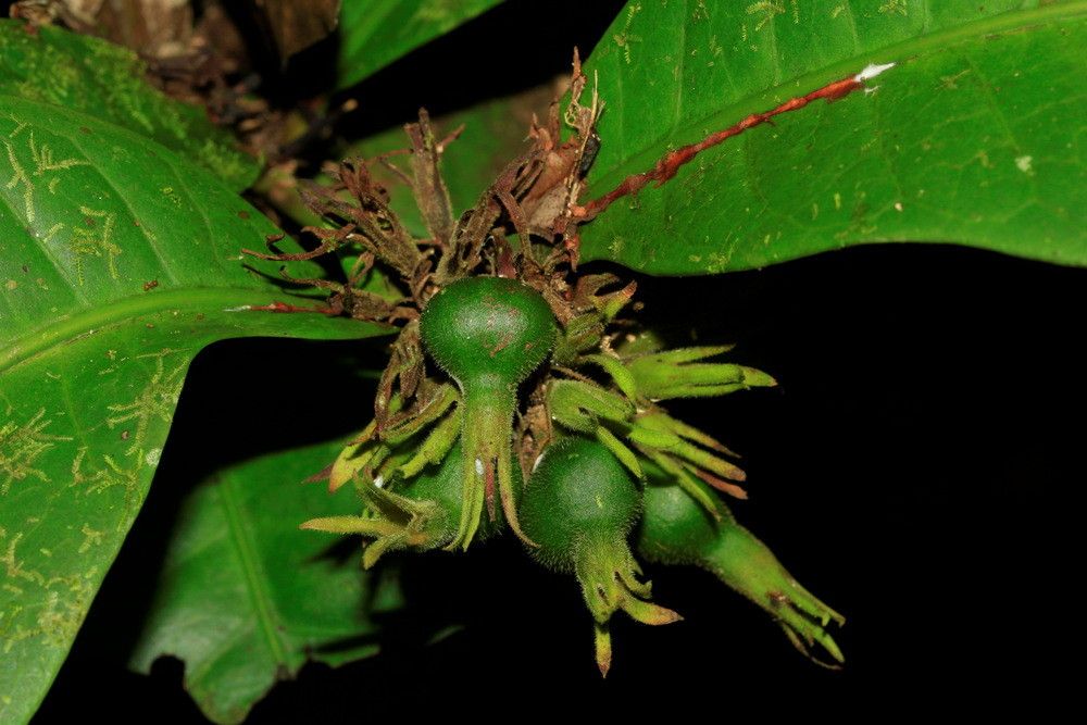 Ixora longiloba — houseplant care guide
