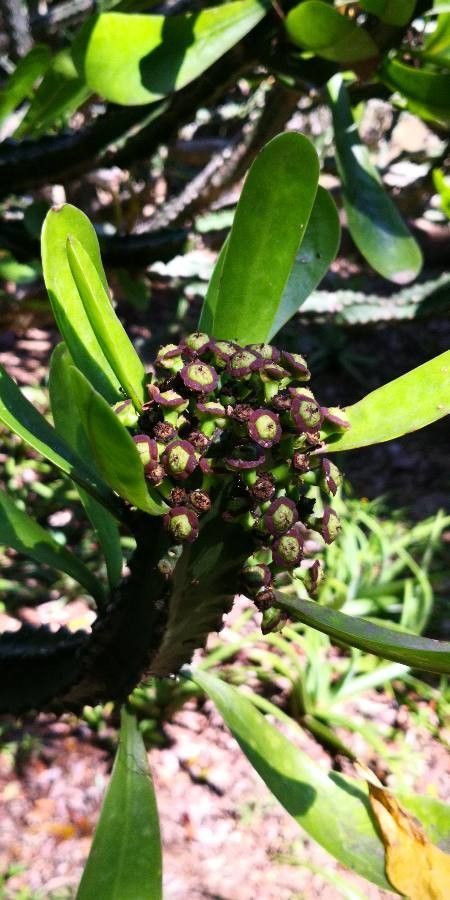 Euphorbia neriifolia fruit