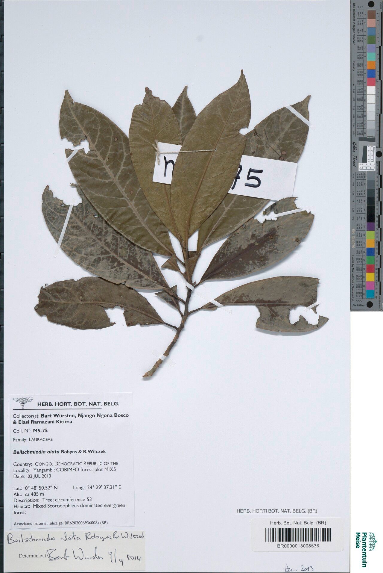 Beilschmiedia alata — related species from the same genus