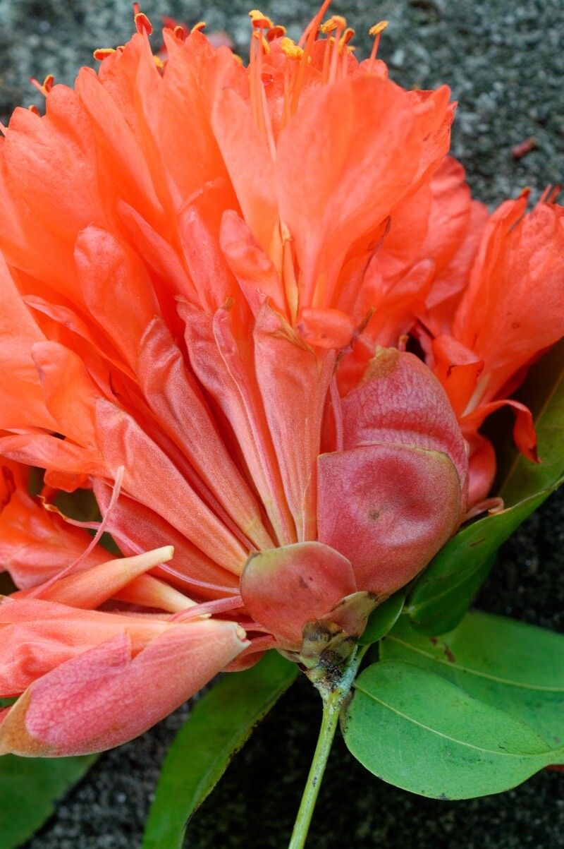 Brownea coccinea flower