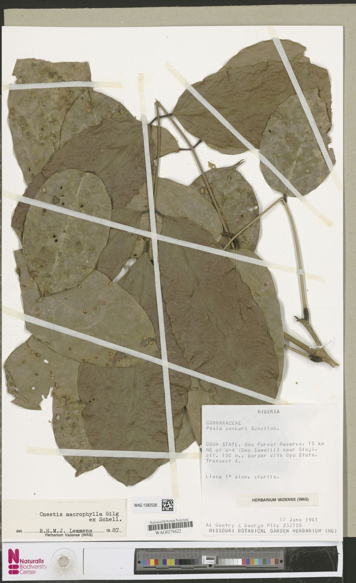 Cnestis macrophylla — related species from the same genus