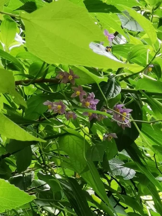 Solanum dulcamaroides — search result for 'Solanum'