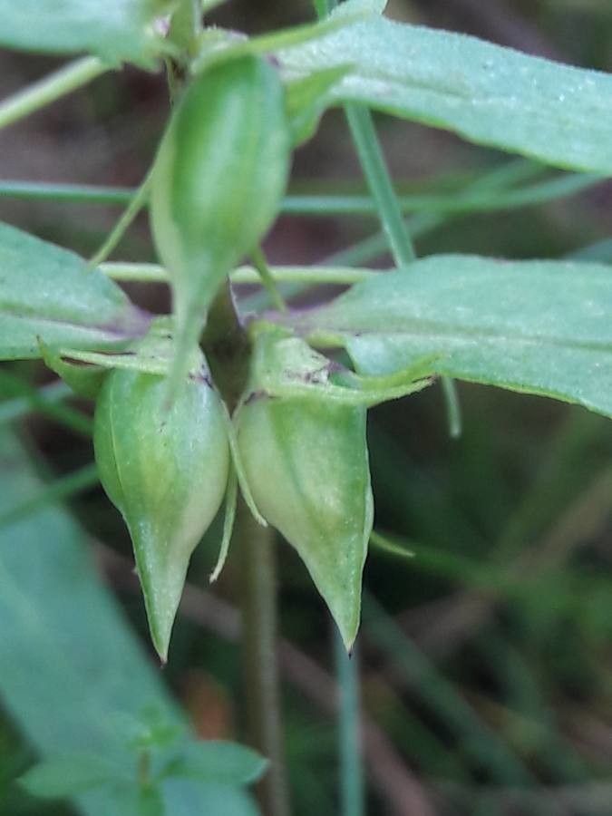Melampyrum lineare fruit