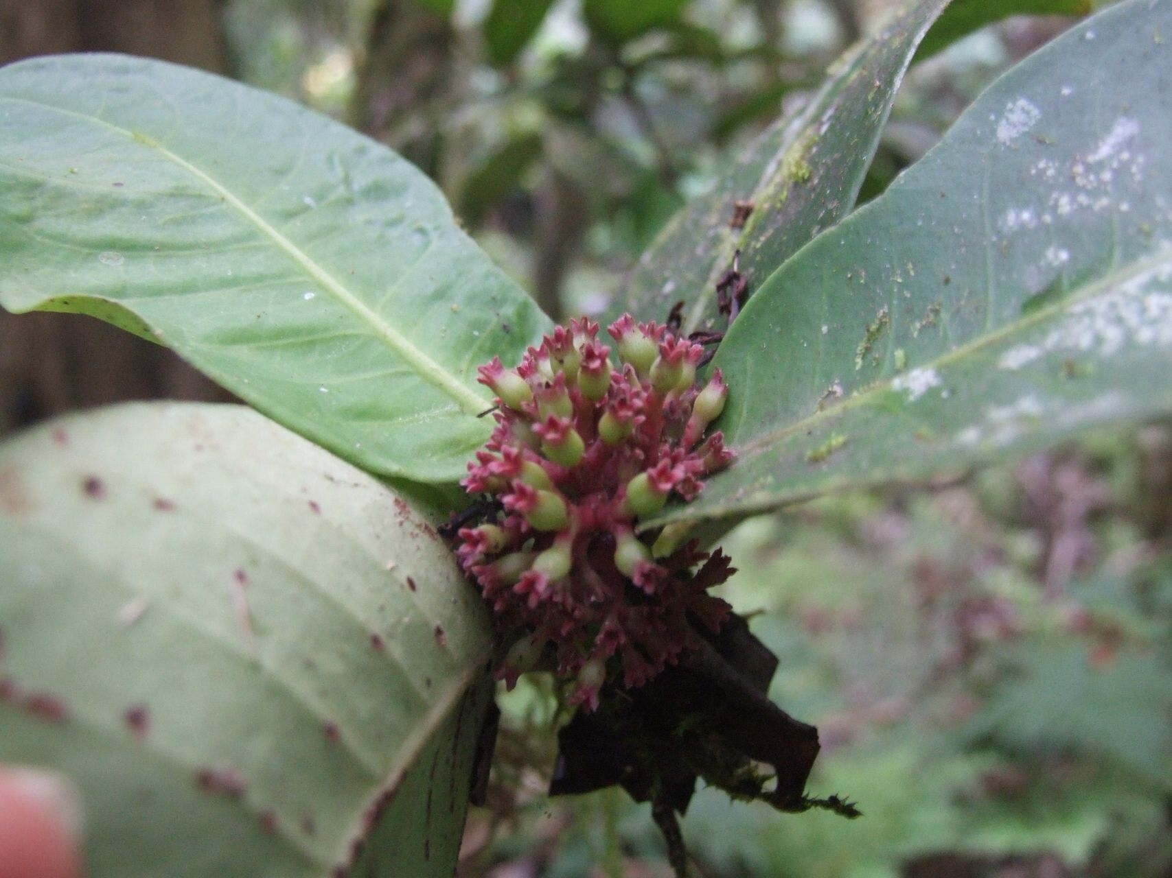 Ixora comptonii fruit
