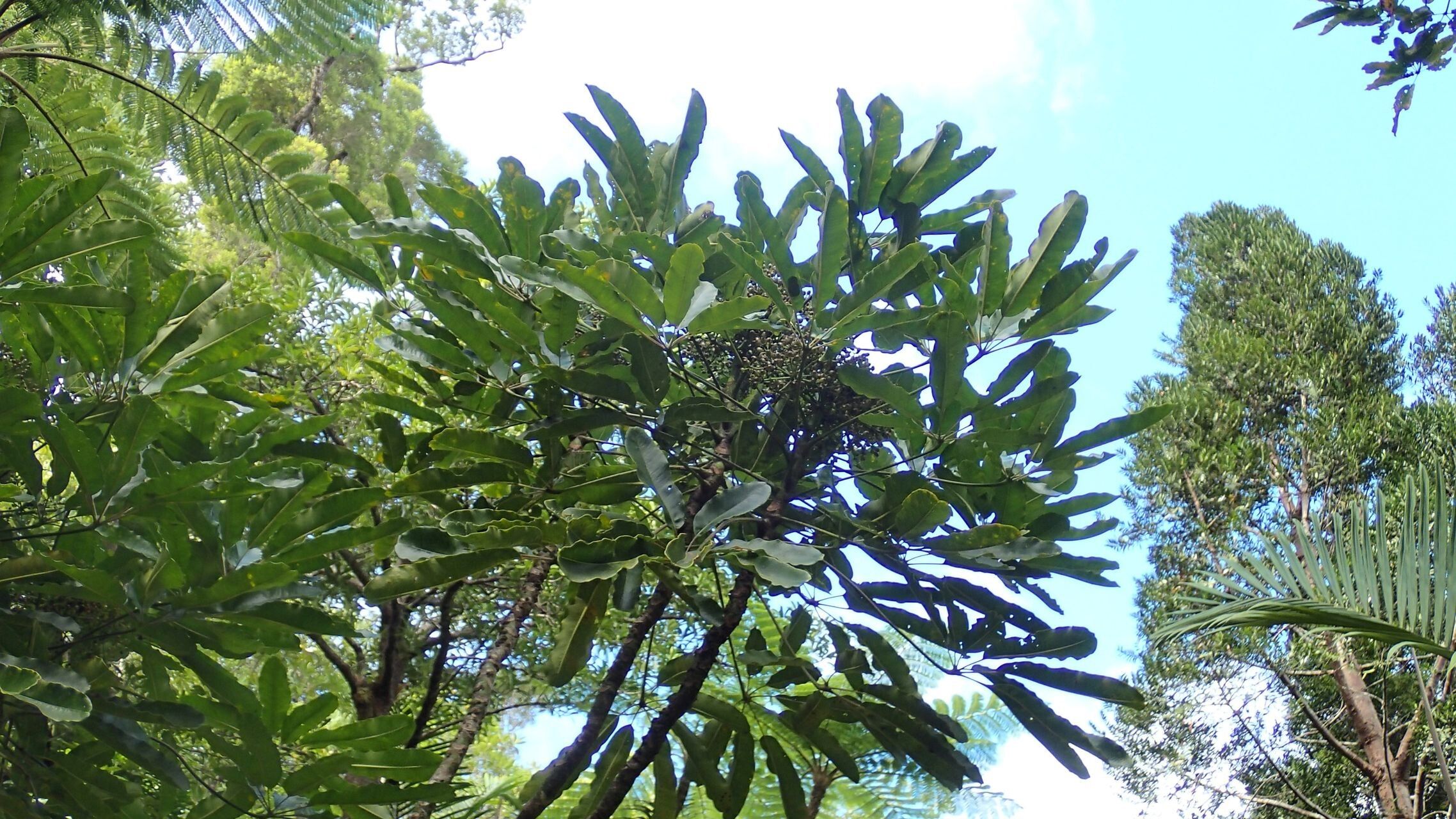 Plerandra osyana habit