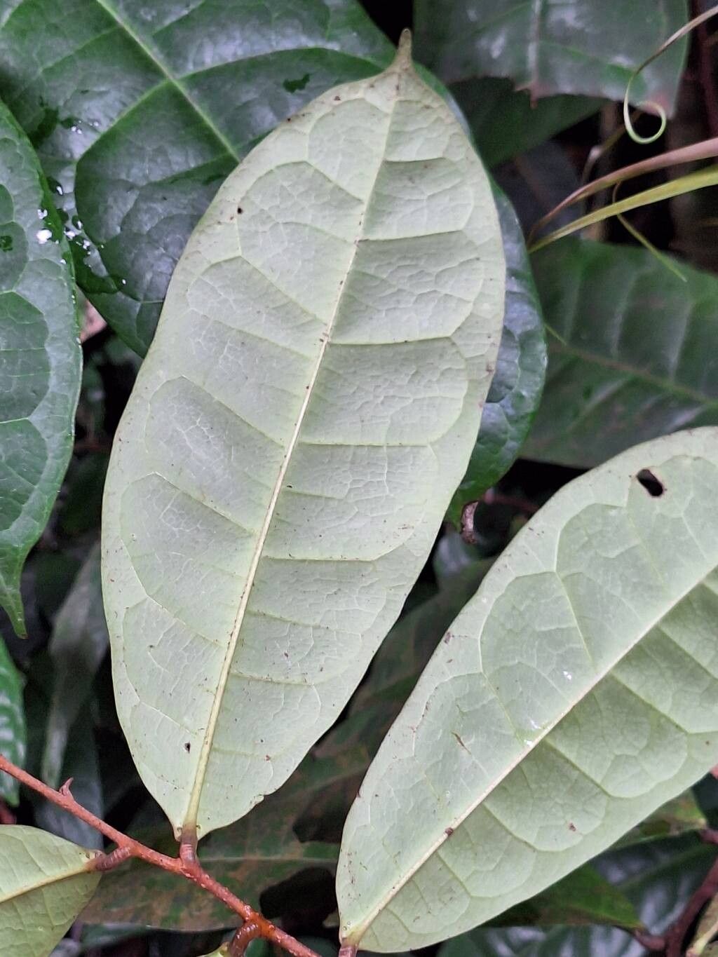 Acridocarpus longifolius — search result for 'Acridocarpus'