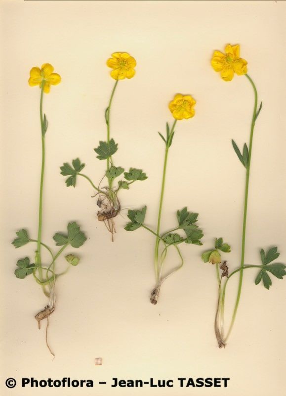 Ranunculus sartorianus — houseplant care guide