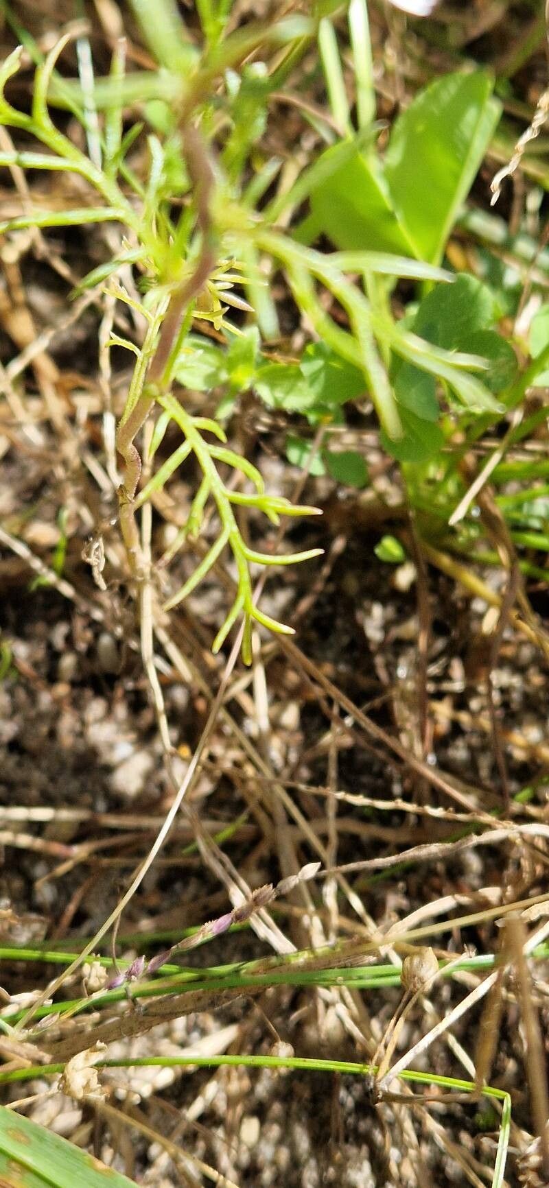 Saltugilia caruifolia — search result for 'Phlox'