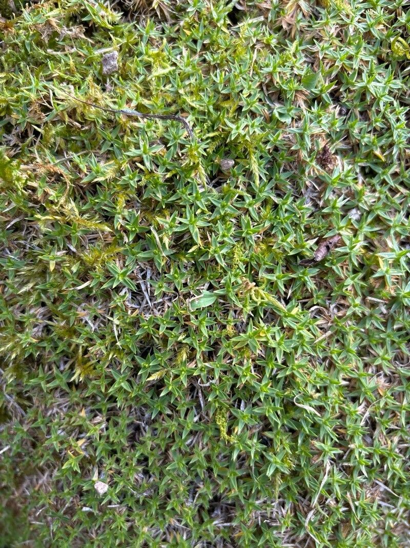 Silene auriculata — houseplant care guide