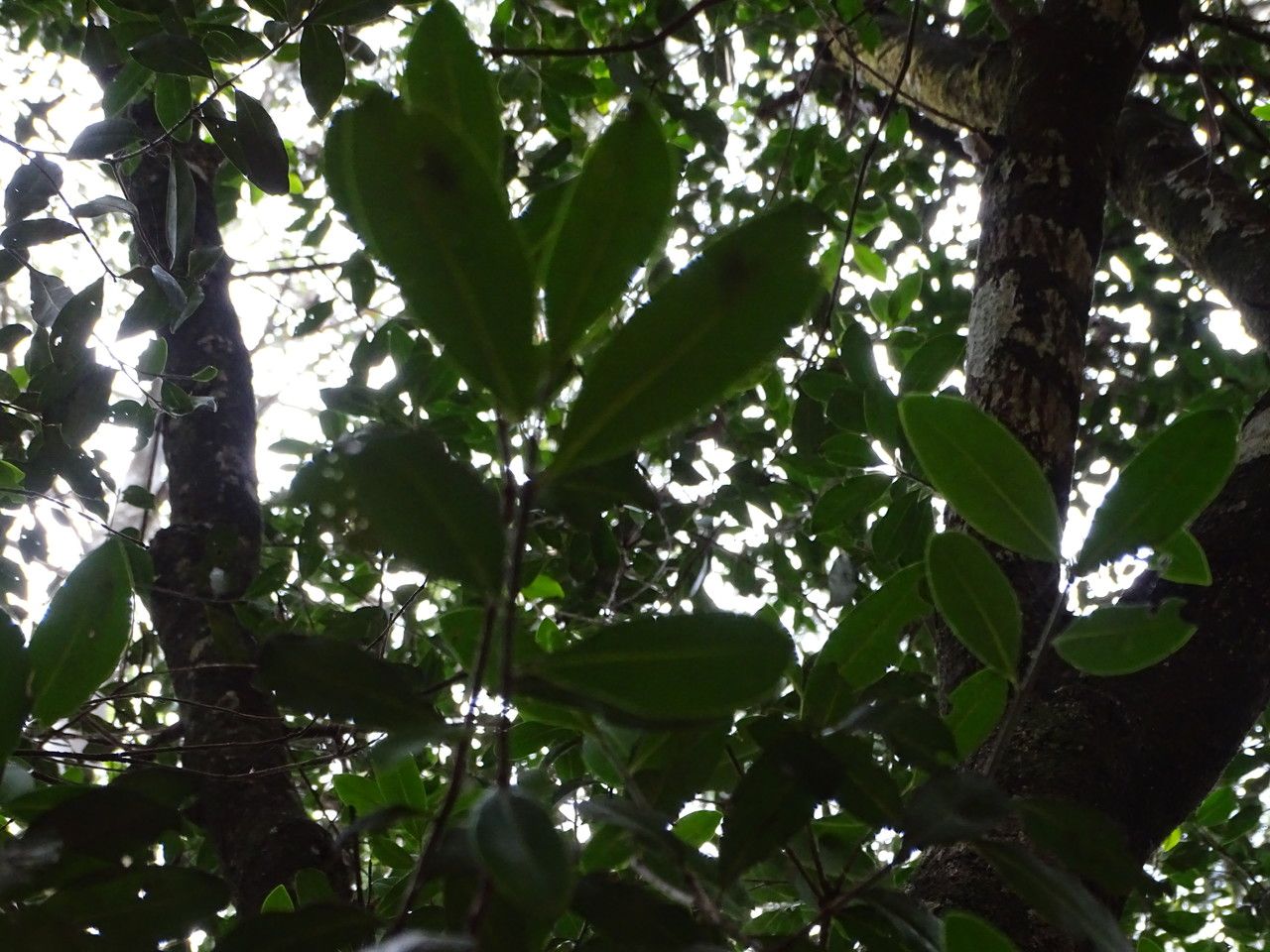 Warburgia ugandensis leaf