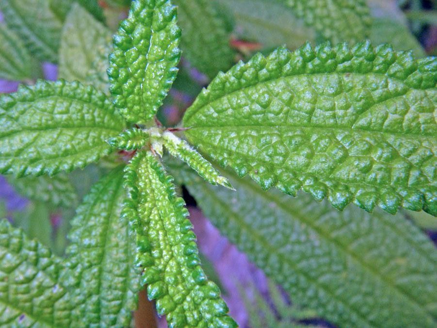 Boehmeria aspera leaf
