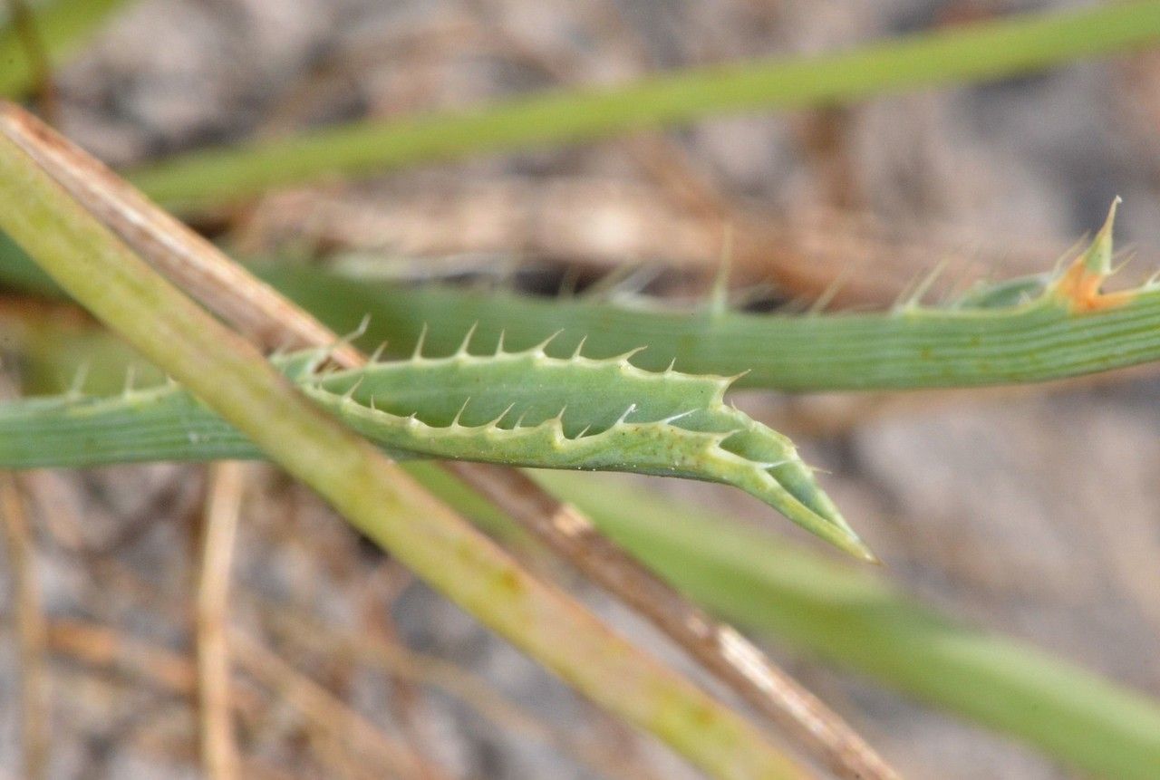 Eryngium aristulatum — search result for 'Eryngium'