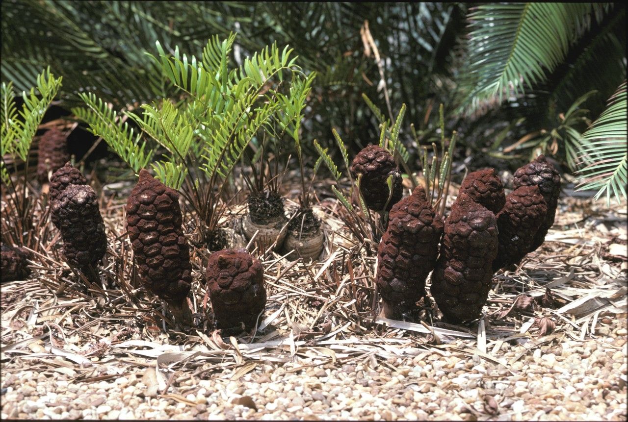 Zamia pumila fruit