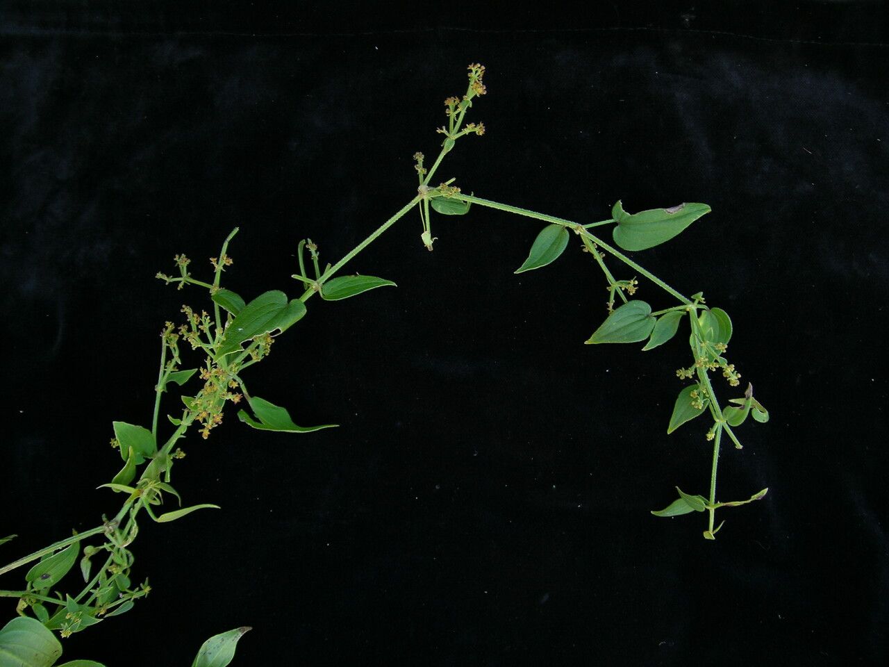 Rubia wallichiana habit