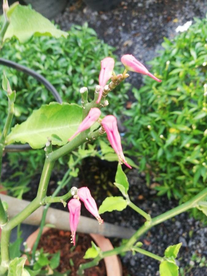 Pedilanthus tithymaloides fruit