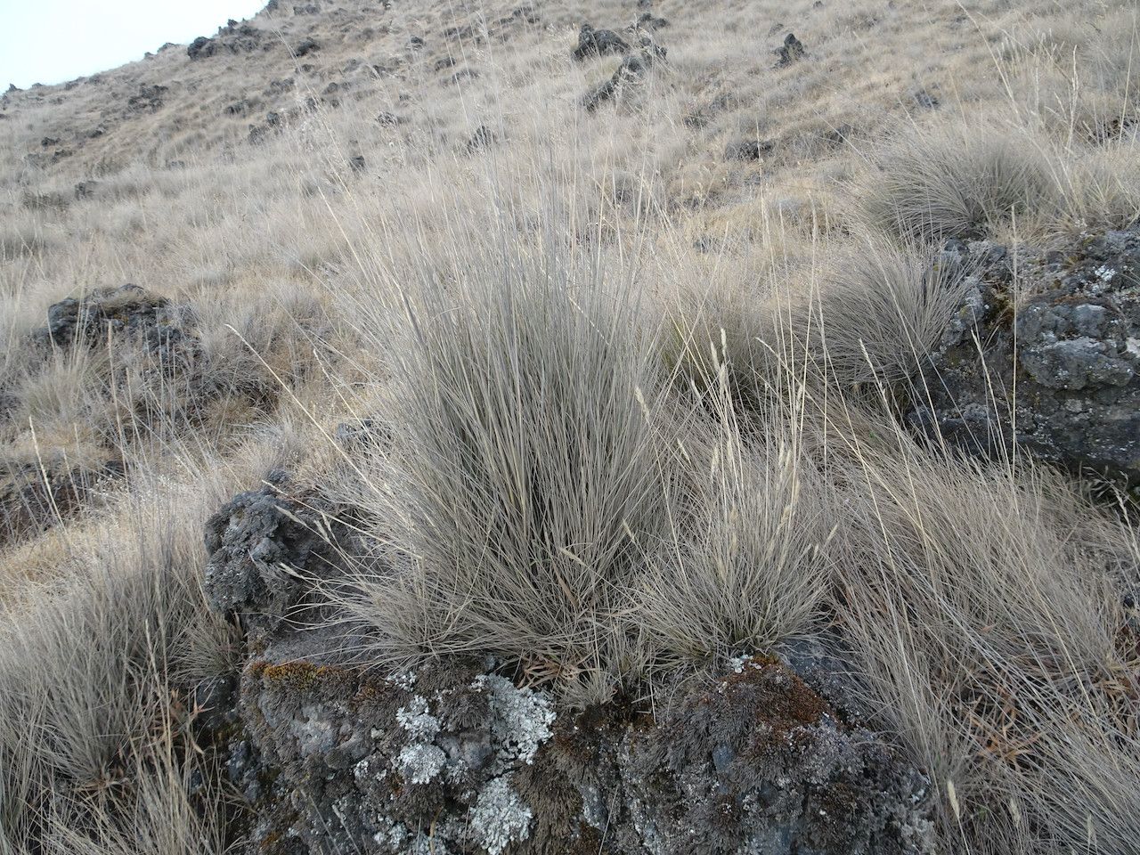 Festuca abyssinica habit