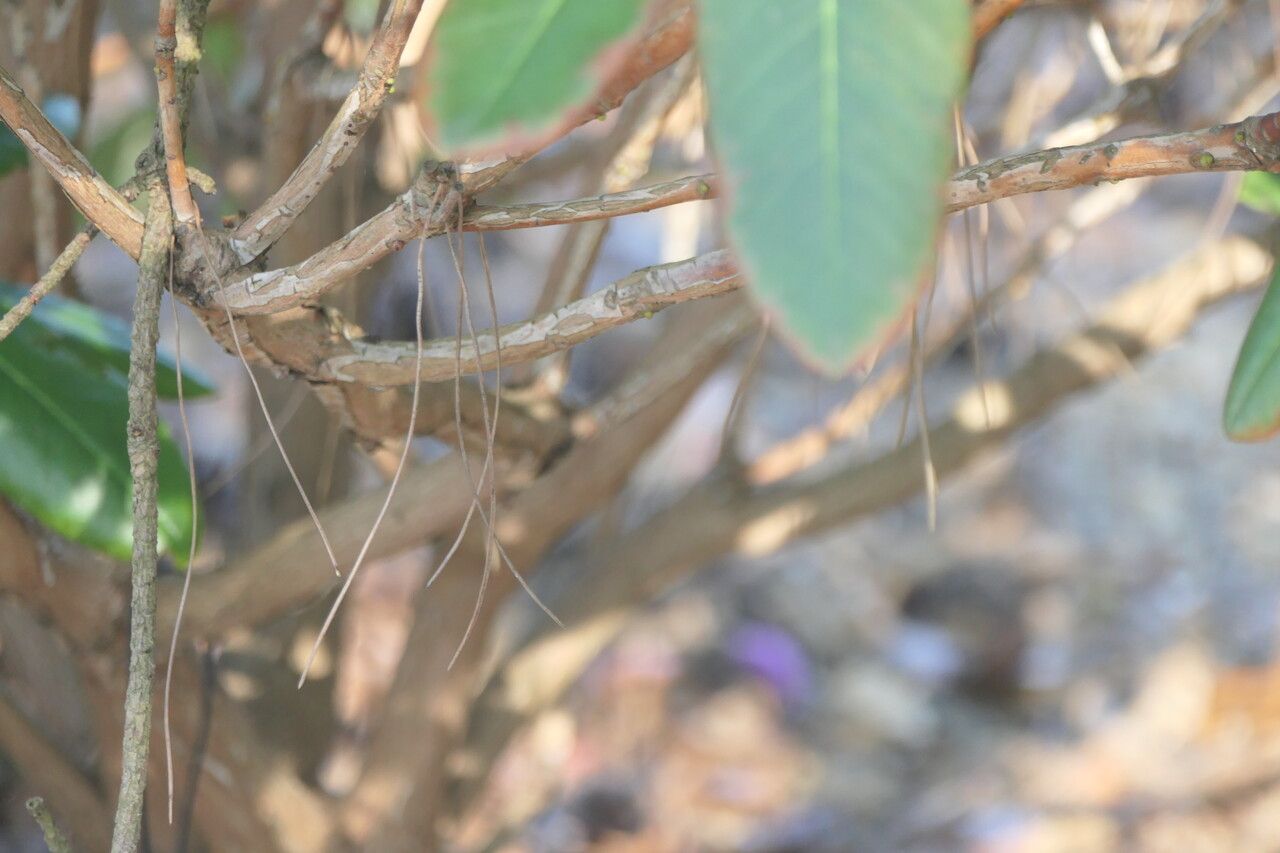 Rhododendron fortunei bark