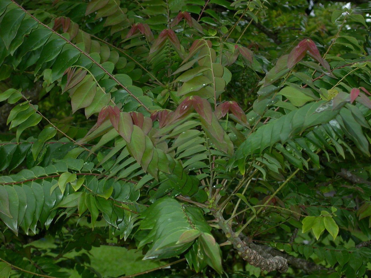 Phyllanthus acidus