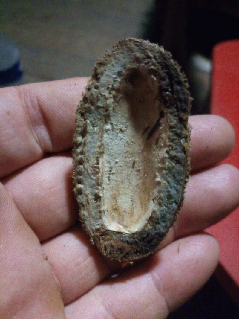 Dipteryx odorata fruit