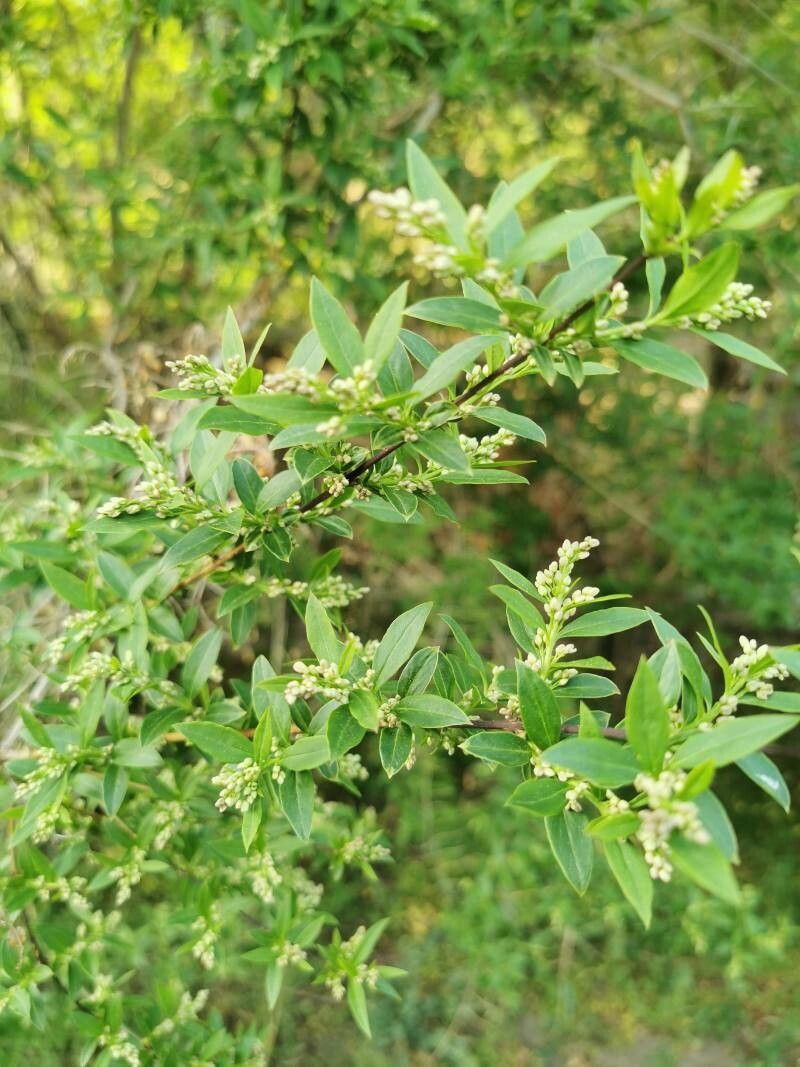 Fontanesia phillyraeoides leaf