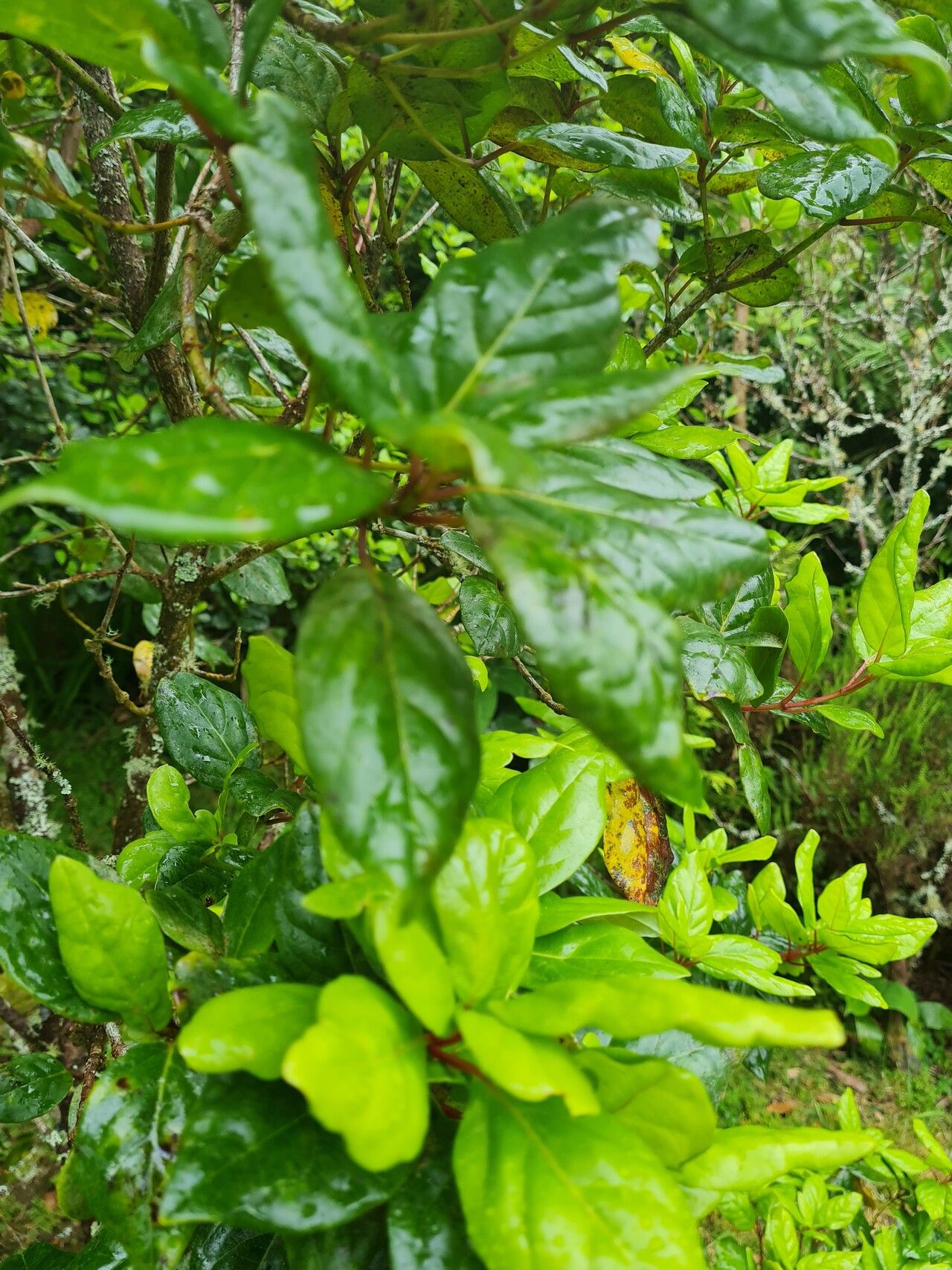 Viburnum treleasei — search result for 'Viburnum'