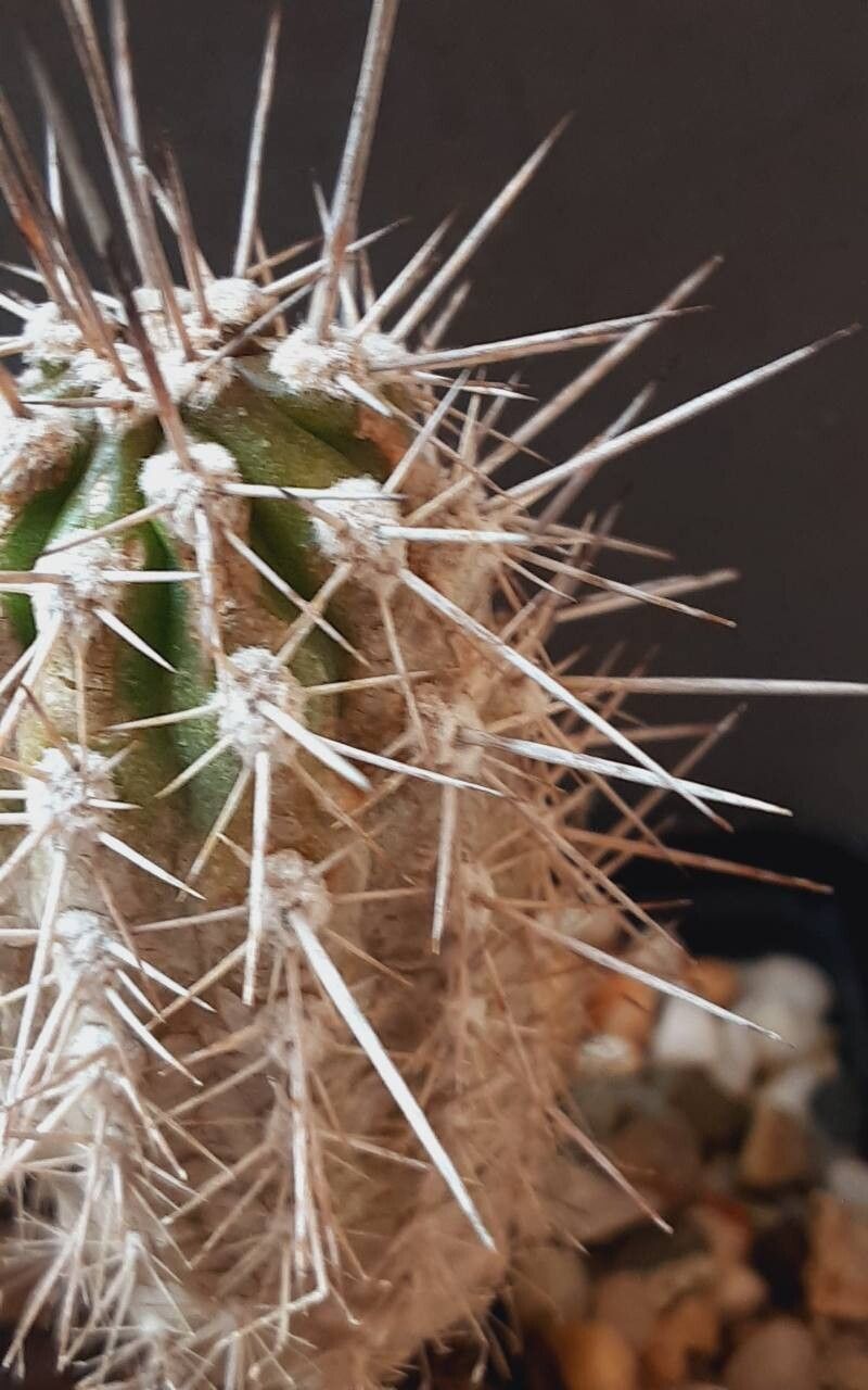 Eulychnia chorosensis — related species from the same genus