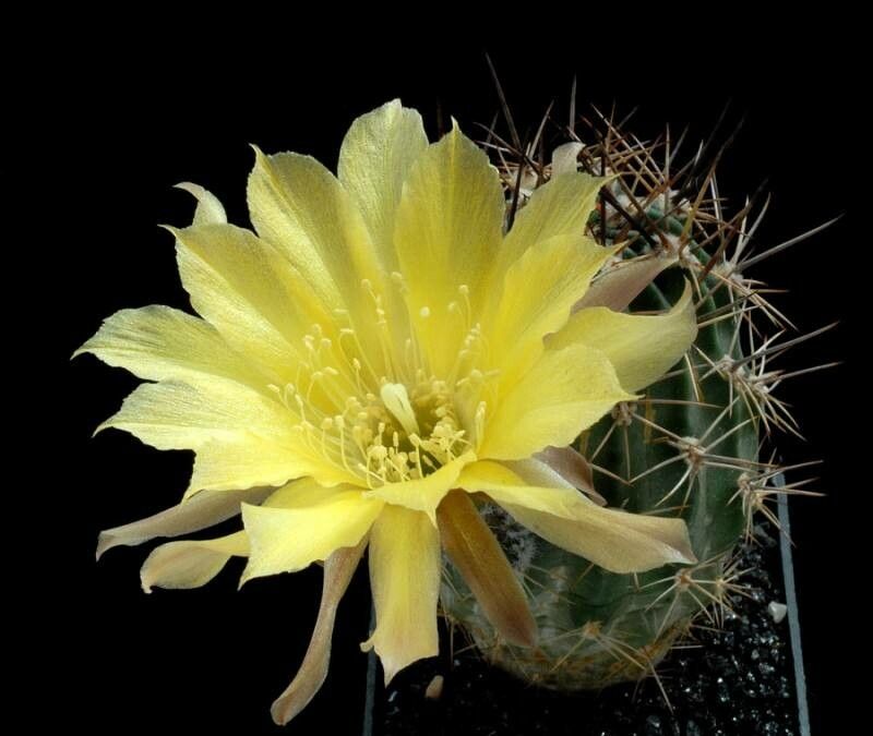 Lobivia lateritia flower