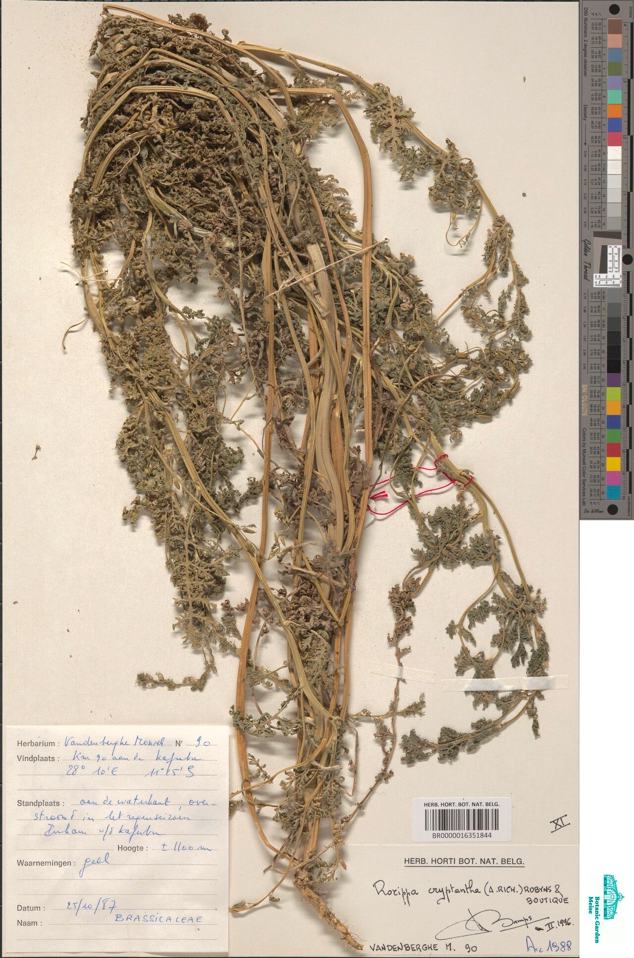 Rorippa cryptantha — search result for 'Rorippa'