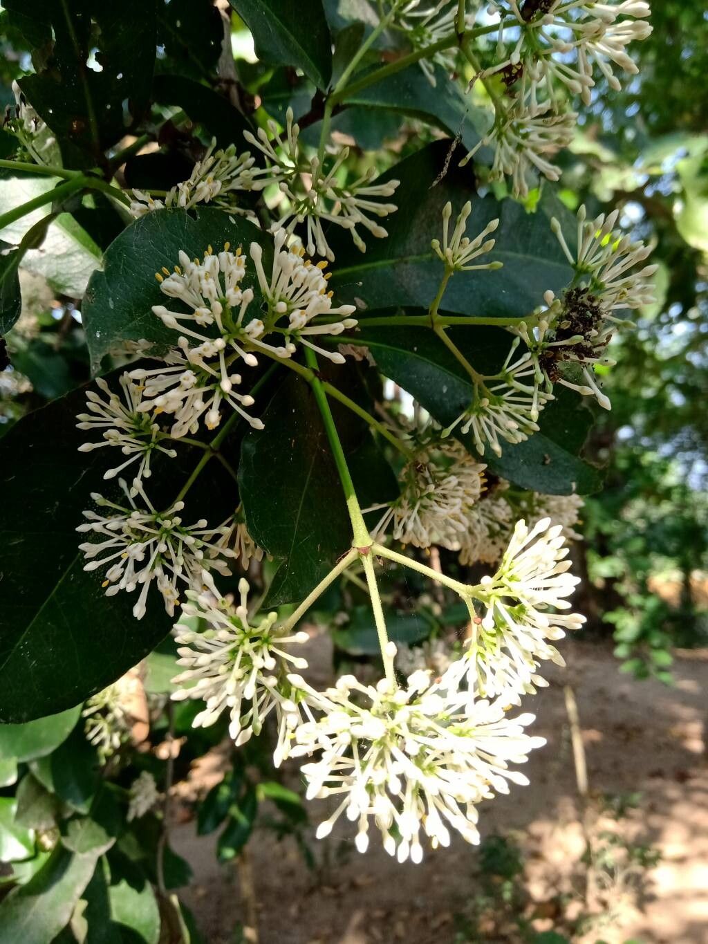 Ixora brachiata flower