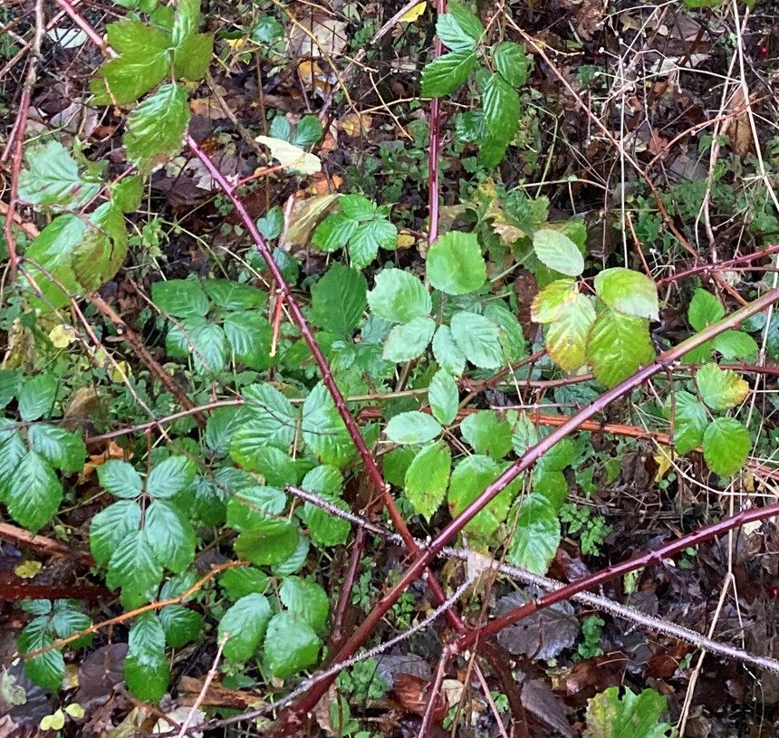 Rubus praecox — search result for 'Rubus'