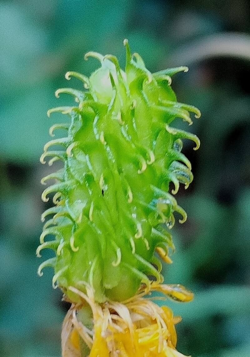 Ranunculus spicatus fruit