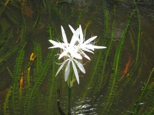 Crinum natans — search result for 'Crinum'