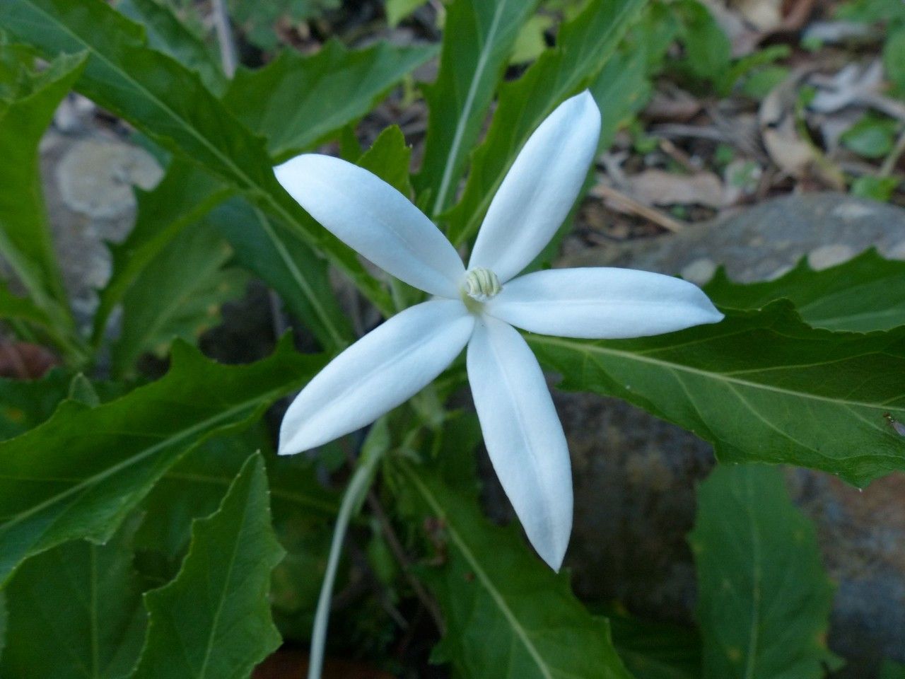 Hippobroma longiflora flower