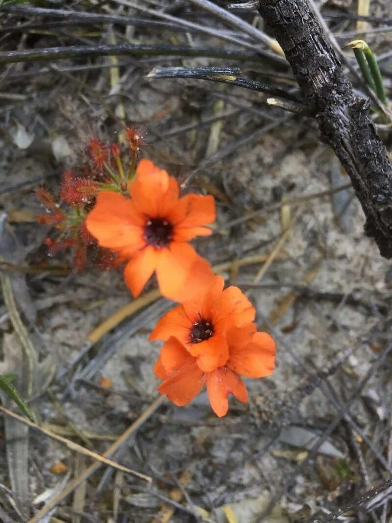 Drosera barbigera flower