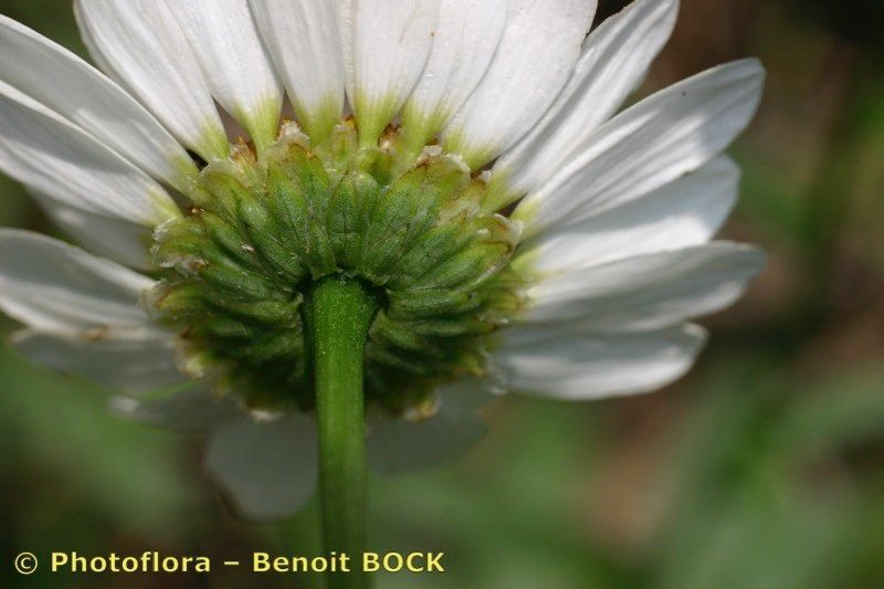 Leucanthemum adustum fruit