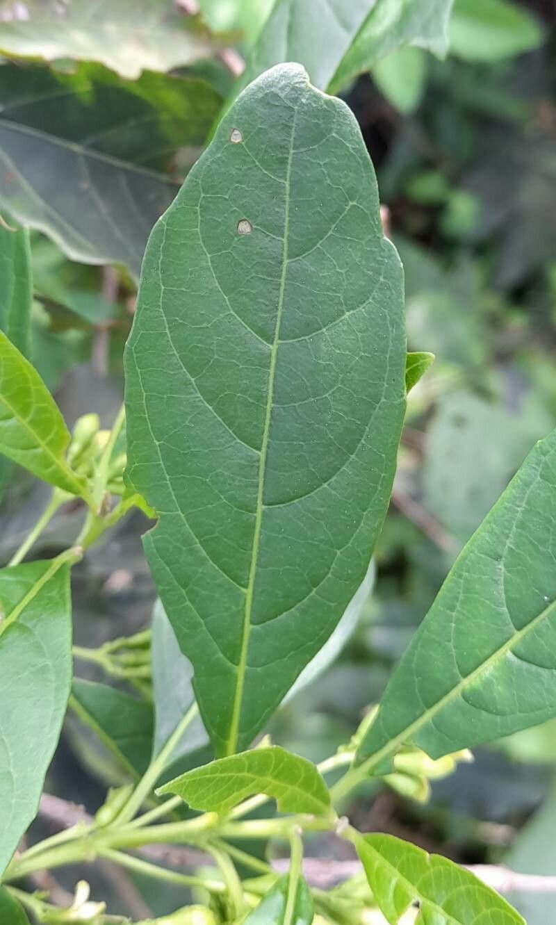 Aegiphila brachiata — related species from the same genus