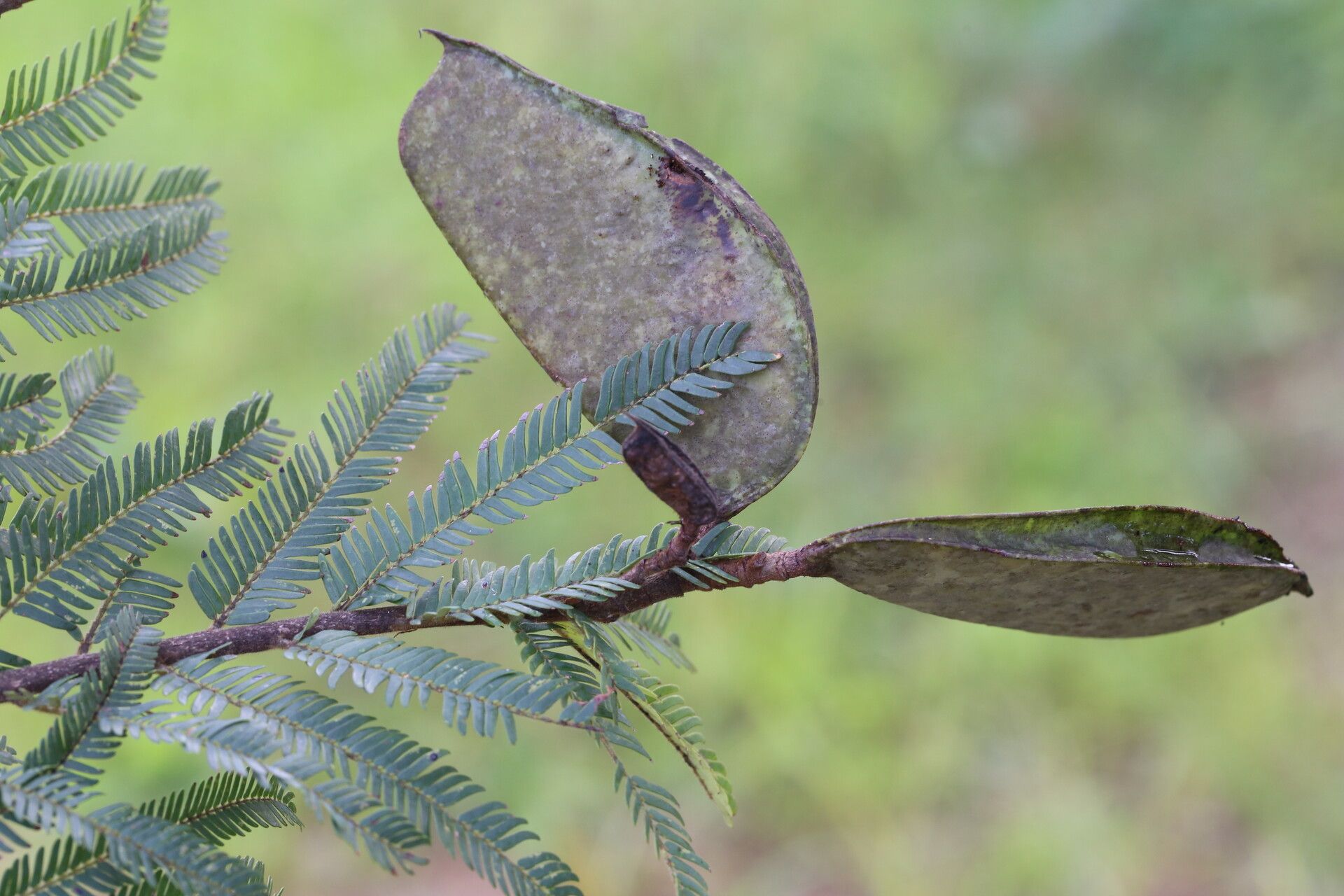 Brachystegia taxifolia fruit