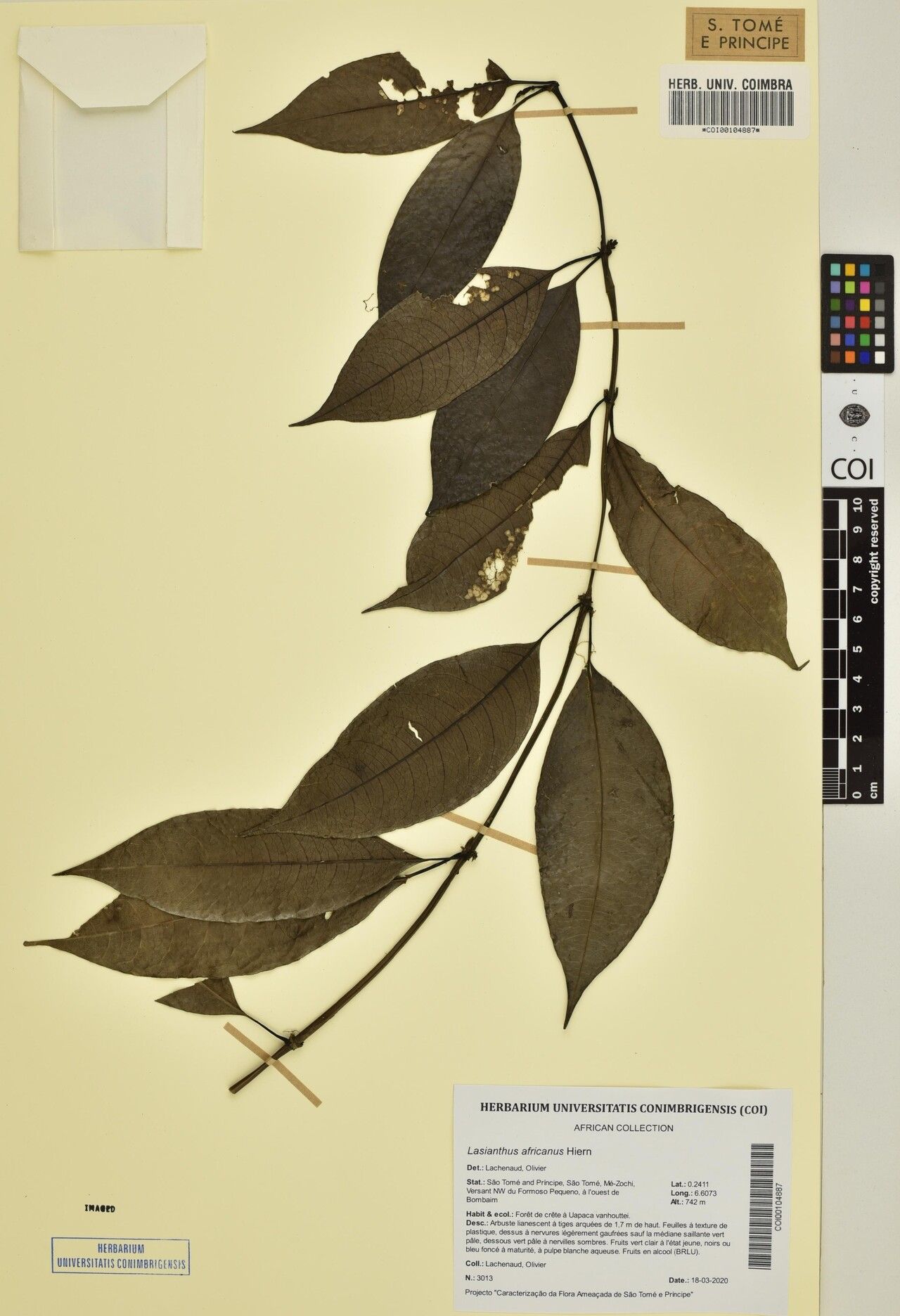 Lasianthus africanus — related species from the same genus