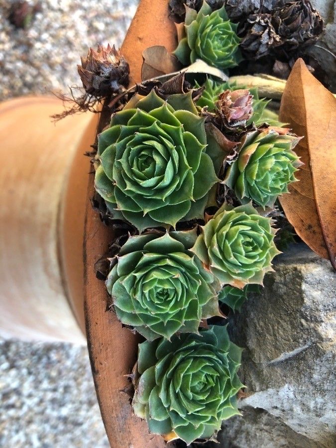 Sempervivum marmoreum leaf